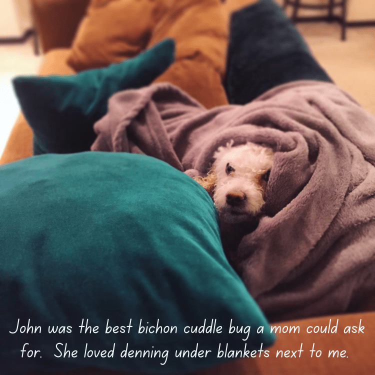 Printify Blanket Bichon Frise Celestial Woven Blanket