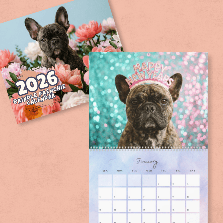 2026 Brindle Frenchie Wall Calendar