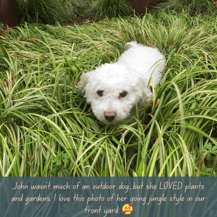 Printify Garden Flag Bichon Frise Fairy Garden Flag