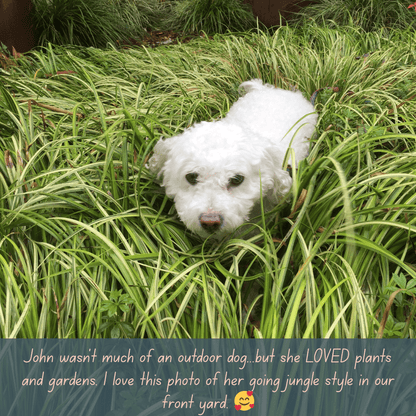 Printify Garden Flag Bichon Frise Fairy Garden Flag