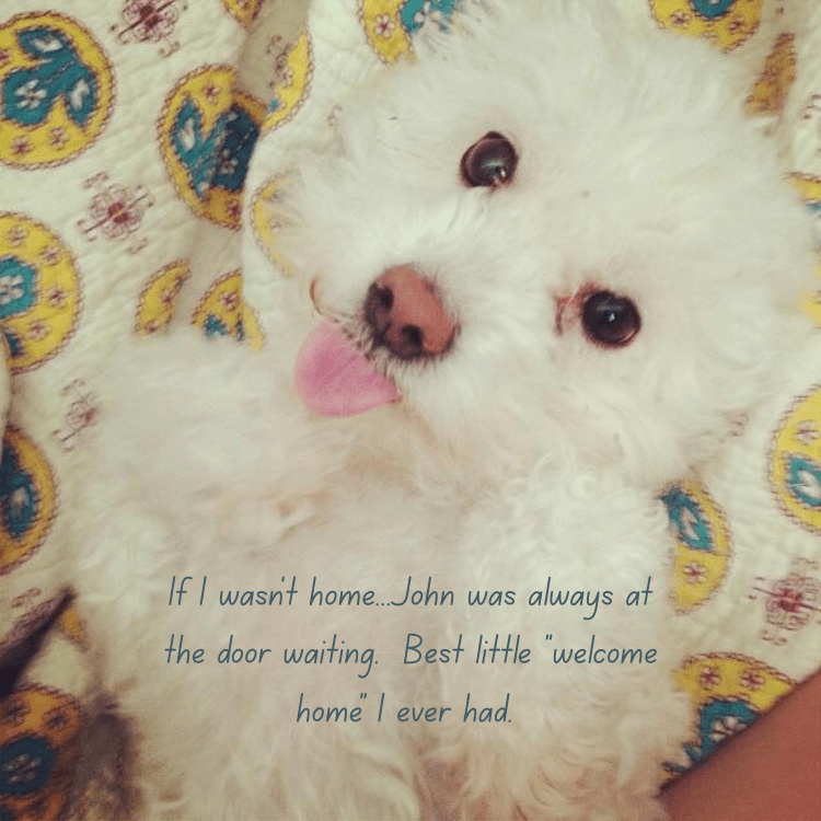 Bichon Frise Welcome Garden Flag