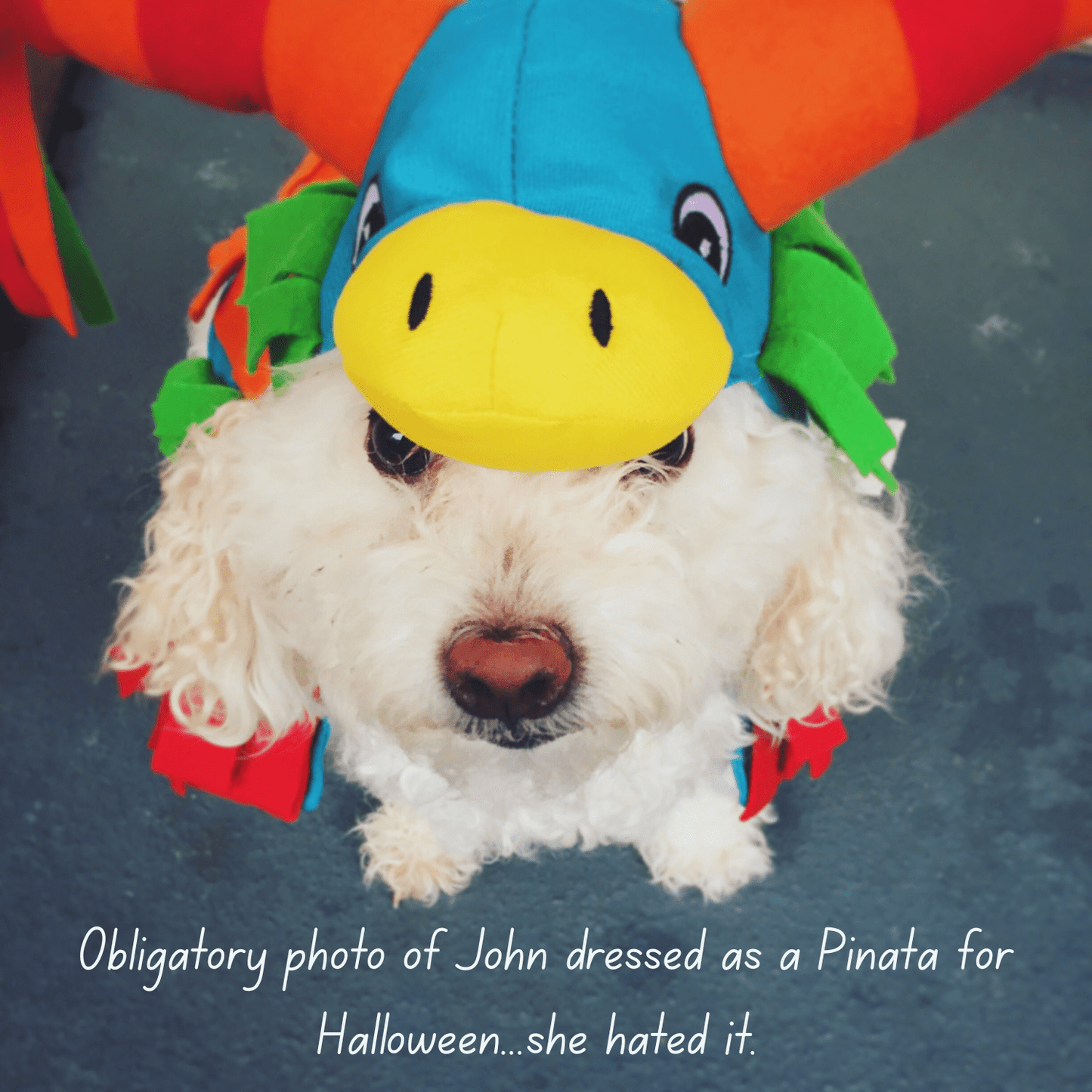 Printify Home Decor Yard Flag, Halloween Bichon Frise Dog, Vampire Pumpkins Decor, Garden House Banner, Outdoor Halloween Fall Decoration, October Yard Art